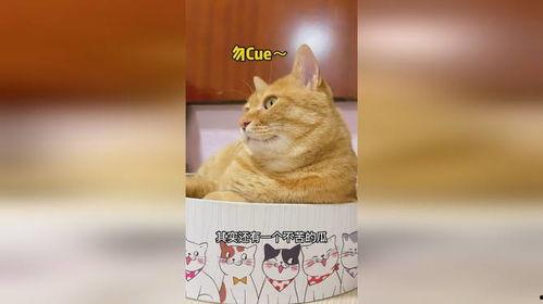 娱乐吃瓜猫,揭秘娱乐圈那些不为人知的幕后故事